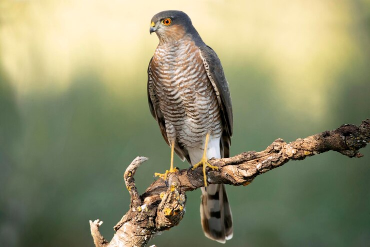 Volwassen mannelijke Euraziatische sparrowhawk op zijn jachtperch in het eerste ochtendlicht
