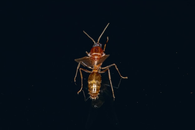 Volwassen mannelijke gevleugelde mier van de onderfamilie Myrmicinae