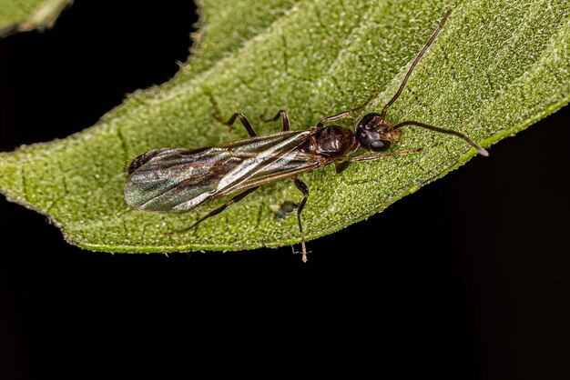 Volwassen mannelijke gevleugelde mier