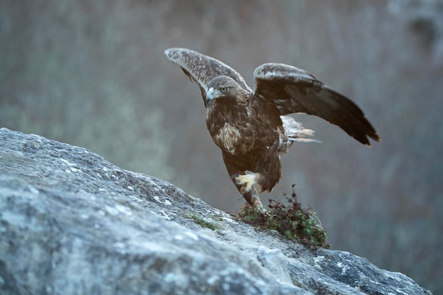 Volwassen mannelijke gouden adelaar binnen zijn gebied in een Euro-Siberisch berggebied in de eerste ochtend