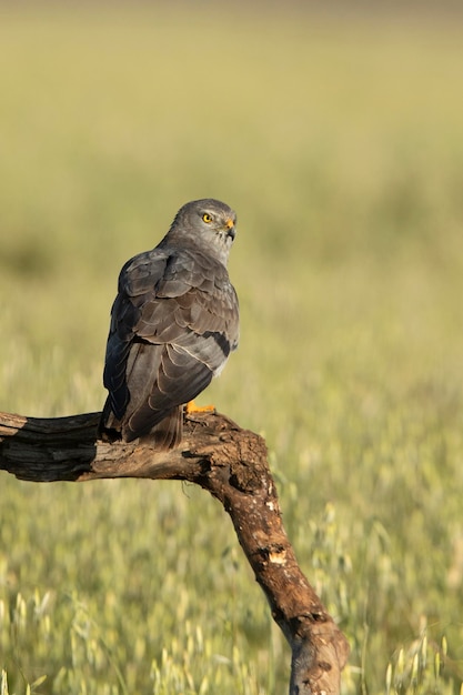 Volwassen mannelijke grauwe kiekendief binnen zijn broedgebied met het eerste licht van de ochtend