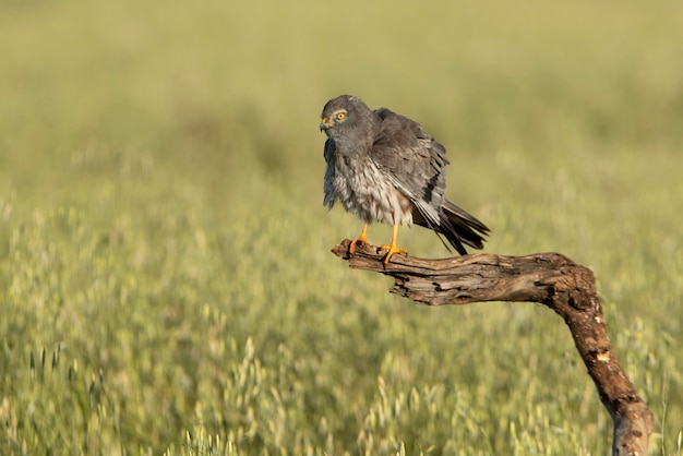 Volwassen mannelijke grauwe kiekendief binnen zijn broedgebied met het eerste licht van de ochtend