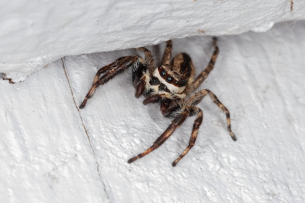 Volwassen mannelijke grijze muur-springspin van de soort Menemerus bivittatus