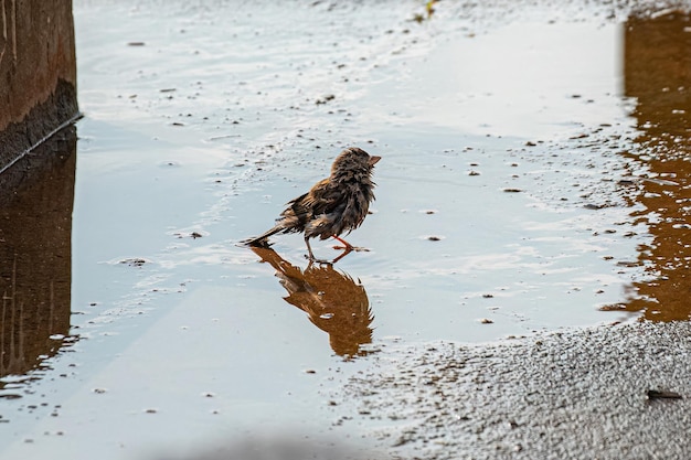 Volwassen mannelijke huismusvogel