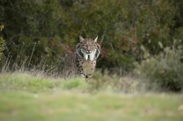 Volwassen mannelijke Iberische lynx in een mediterraan eikenbos met het eerste ochtendgloren