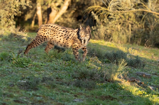 Volwassen mannelijke Iberische Lynx loopt door haar territorium in een mediterraan bos