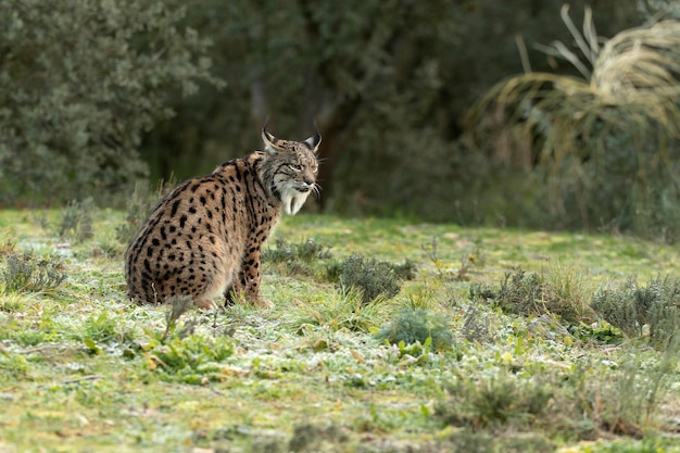 Volwassen mannelijke Iberische Lynx loopt door haar territorium in een mediterraan bos