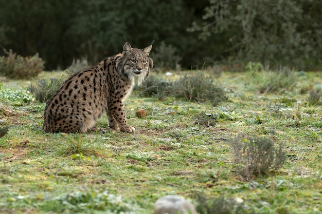 Volwassen mannelijke Iberische Lynx loopt door haar territorium in een mediterraan bos