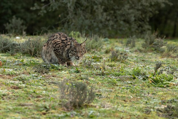 Volwassen mannelijke Iberische Lynx loopt door haar territorium in een mediterraan bos