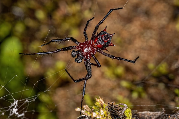 Volwassen mannelijke Orbweaver