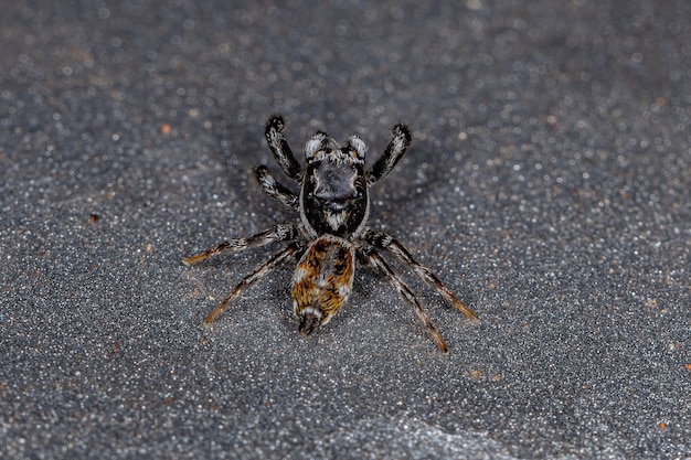 Volwassen mannelijke springspin van het geslacht Pachomius