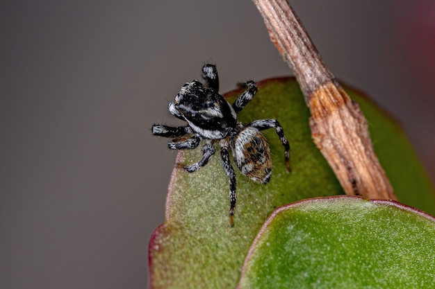 Volwassen mannelijke springspin van het geslacht Pachomius