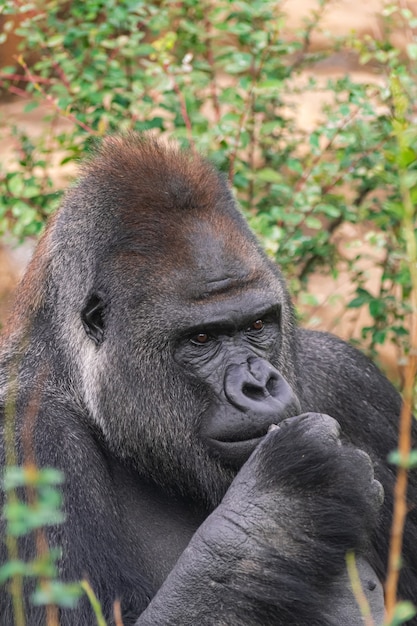 Volwassen mannelijke Westelijke laaglandgorilla, (Gorilla gorilla gorilla), met vegetatie en rotsen