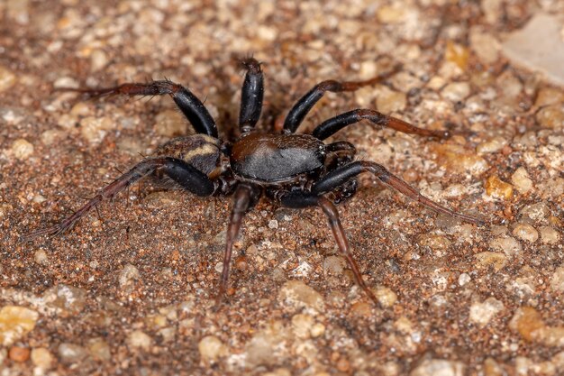 Volwassen mannelijke Zodariid-spin van de familie Zodariidae