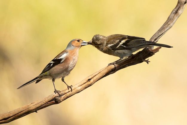 Volwassen mannetje gewone vink die zijn kuiken voedt bij het eerste licht op een lentedag