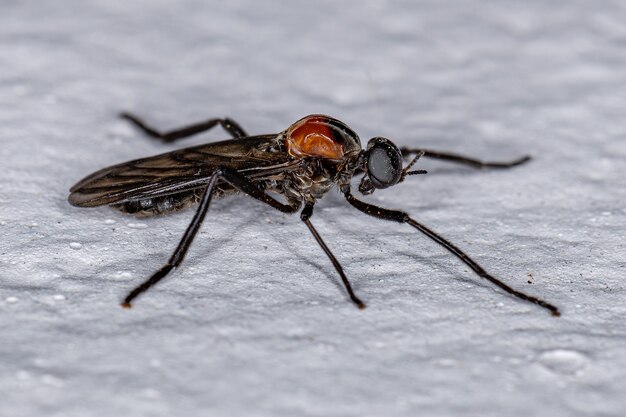 Volwassen mannetje Lovebug-insect van het geslacht Plecia