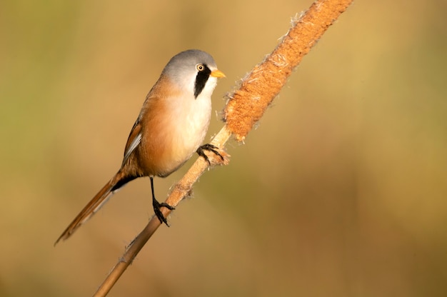 Volwassen mannetje met baardmannetje in een wetland in Midden-Spanje bij het eerste daglicht