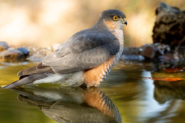 Volwassen mannetje van Euraziatische sperwer bij een natuurlijk waterpunt in een mediterraan bos