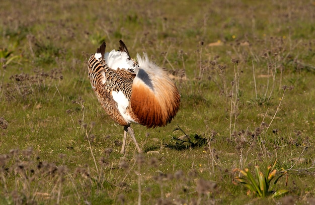 Volwassen mannetje van Grote trap in bronst