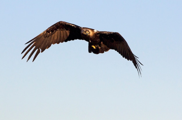 Volwassen mannetje van het spaanse keizerarend vliegen. aquila adalberti