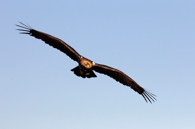 Volwassen mannetje van het Spaanse keizerarend vliegen. Aquila adalberti