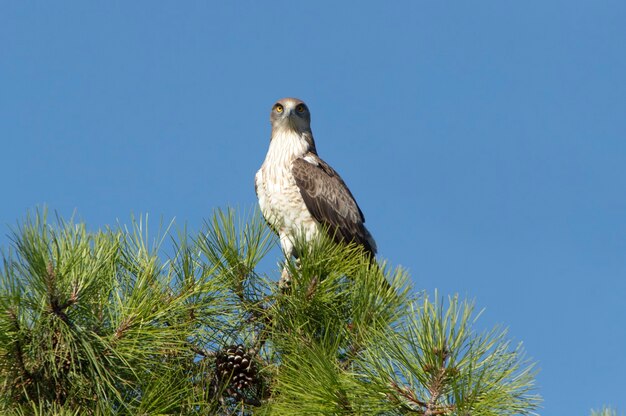 Volwassen mannetje van Shorttoed Eagle in een dennenboom bij het eerste licht van een zonnige dag