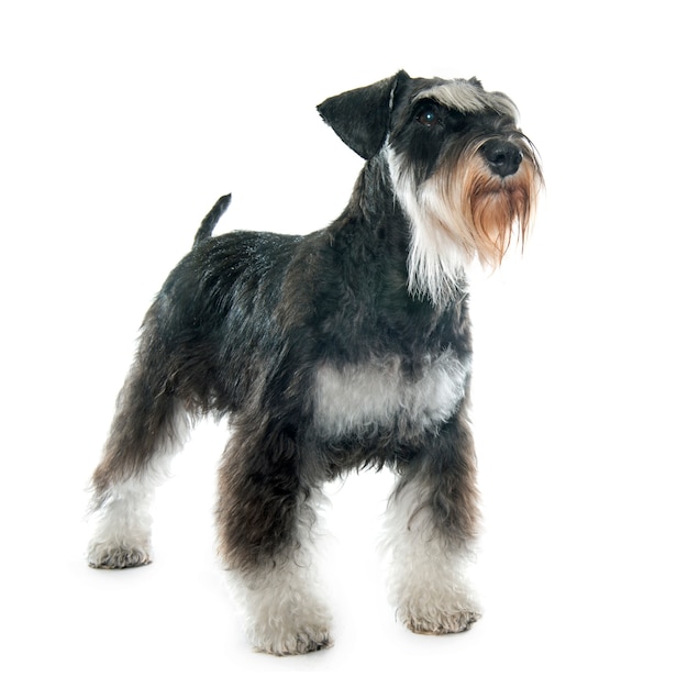 Volwassen miniatuur schnauzer