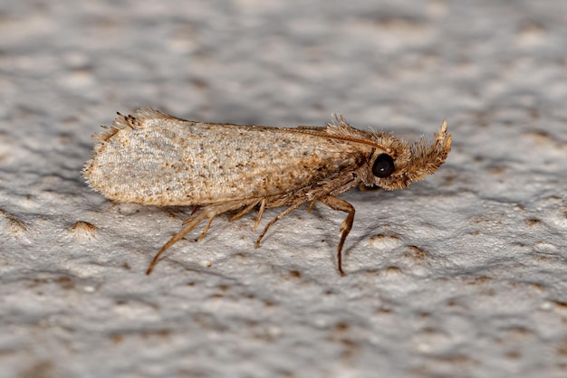 Volwassen nachtvlinder Insect van de orde lepidoptera