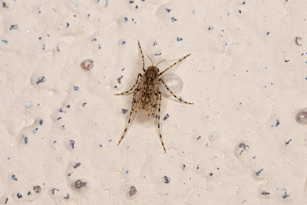 Volwassen niet-bijtende mug