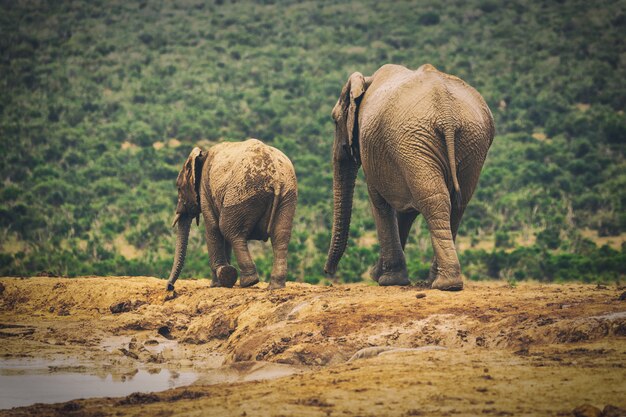 Volwassen olifant en babyolifant die samen in Addo National Park, Zuid-Afrika lopen