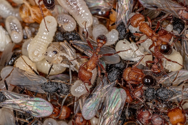 Volwassen oogstmieren van het geslacht Pogonomyrmex