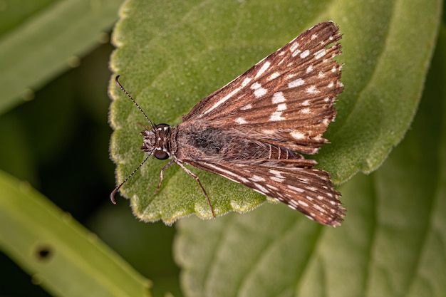 Volwassen Orcus CheckeredSkipper Moth