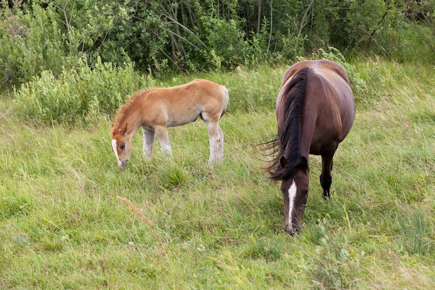 Volwassen paard met een klein veulen in een weiland met groen gras, close-up