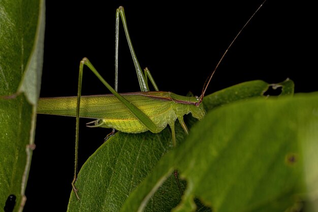 Volwassen Phaneropterine Katydid van de stam Aniarellini