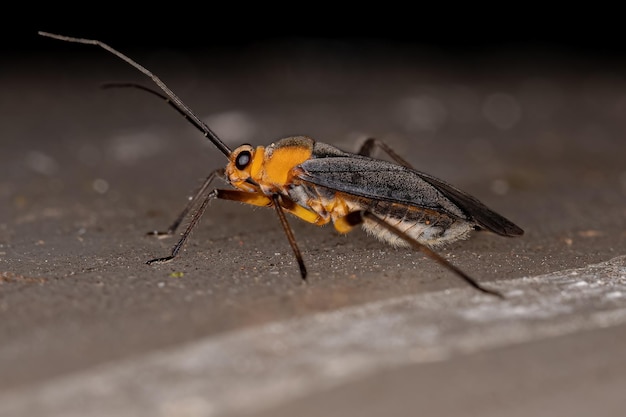 Volwassen plantenbug