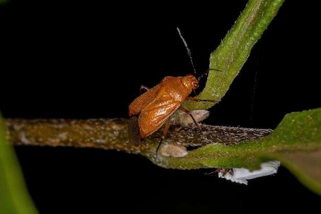 Volwassen plantenwants van de familie miridae