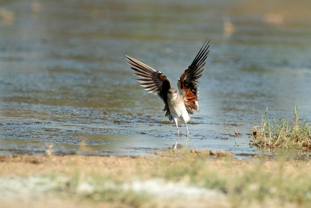 Volwassen pratincole met halsband die in het laatste licht van de middag vliegt in een wetland in Midden-Spanje