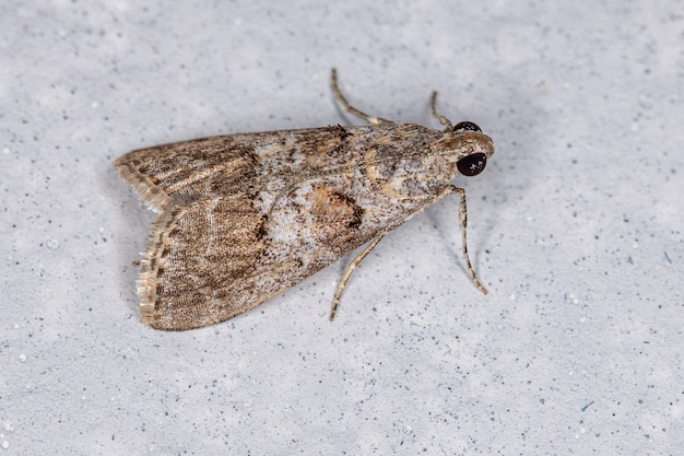 Volwassen Pyralid Snout Moth van de familie Pyralidae