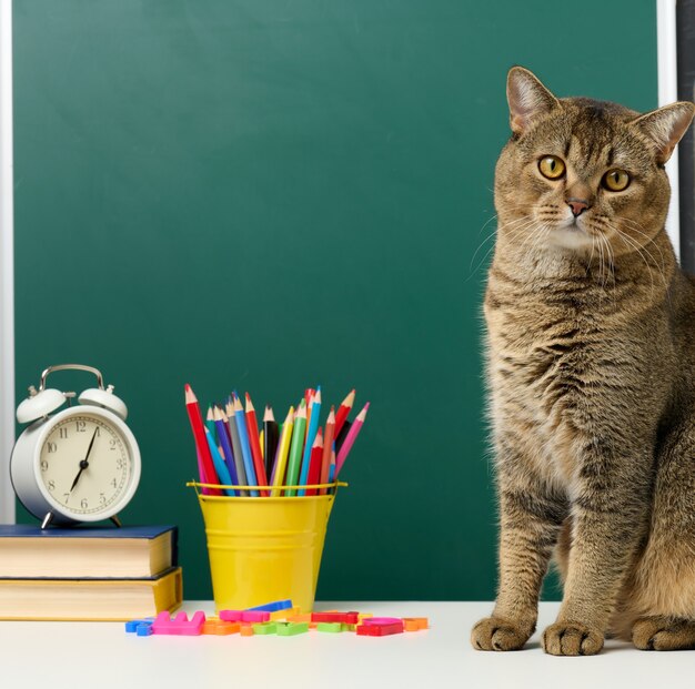 Volwassen rechte Schotse grijze kat zit op de achtergrond van een groen schoolbestuur. Terug naar school