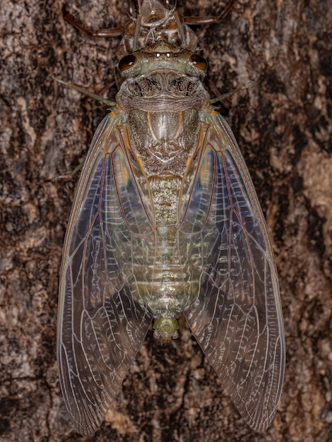 Volwassen reuzencicade van de soort Quesada gigas in proces van vervelling waarbij de cicade evolueert naar het volwassen stadium en het oude exoskelet verlaat dat nu exuvia wordt genoemd, een proces van metamorfose