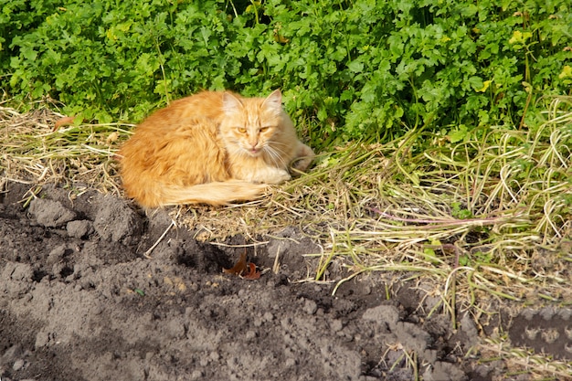 Volwassen rode kat ligt in de zomer in de zon op de grond.