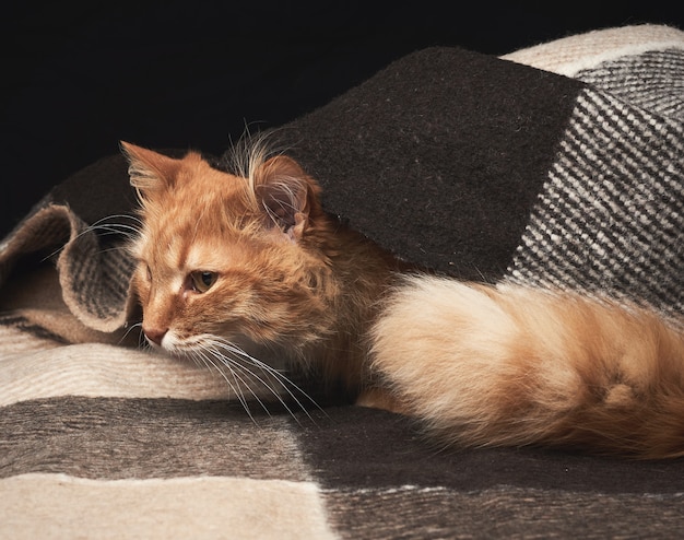 Volwassen rode kat met witte snor zit op een wollen deken
