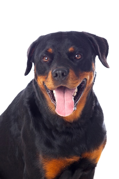 Volwassen Rottweiler-hond