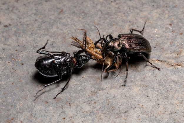 Volwassen rupsjager Kevers van de soort Calosoma alternans die de predatie van een sprinkhaan betwisten