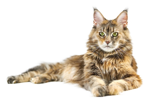 Volwassen schattige Maine coon kat