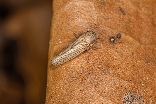 Foto volwassen scherpschutterinsect