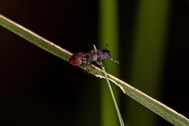 Volwassen schildpad mier