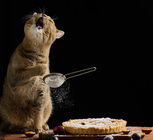 Volwassen schotse rechte kat houdt een zeef met poedersuiker vast en strooit een pruimentaart op een bruine rustieke tafel. Grappige dierenkok