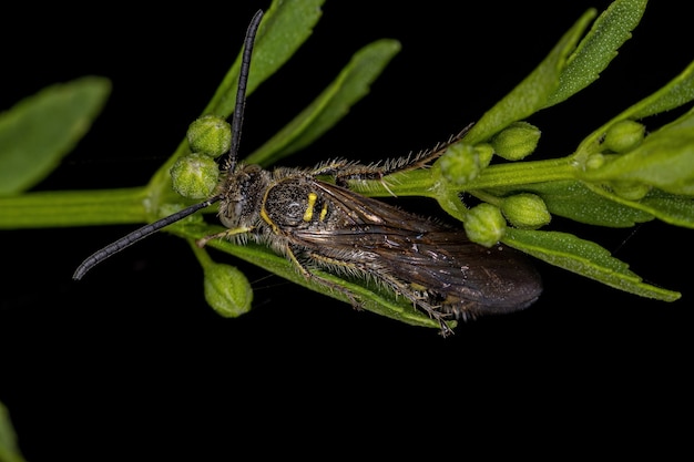 Volwassen Scoliid-wesp van de onderfamilie Campsomerinae