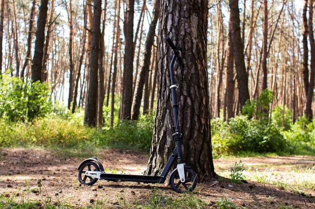 Volwassen scooter in een dennenbos